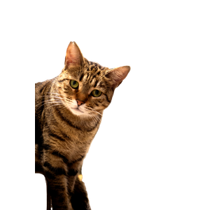 A Curious Tabby Cat With A Christmas Tree In The Background, Creating A Cozy Holiday Vibe. 12386 - Cat PNG image with transparent background